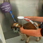 Dog having shampoo